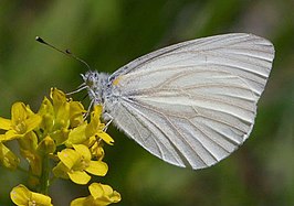 Pieris virginiensis