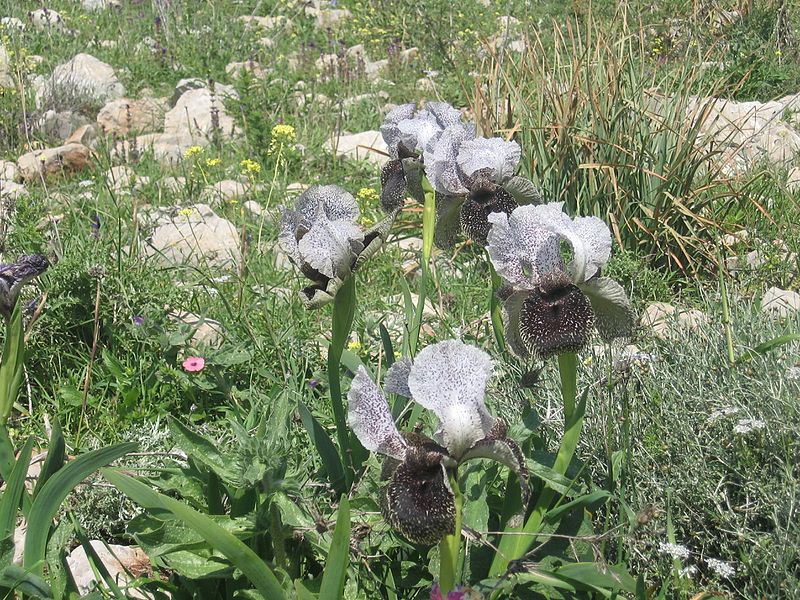 File:PikiWiki Israel 19779 Plants of Israel.jpg