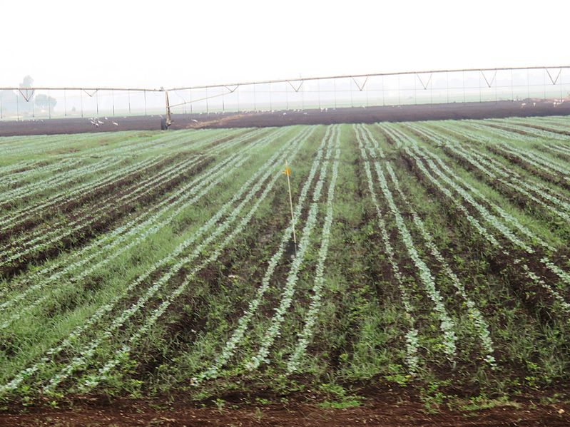 File:PikiWiki Israel 46098 Agriculture in Israel.JPG