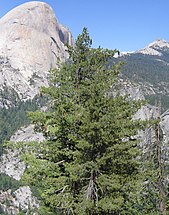 Pinus lambertiana