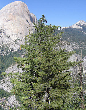 Сахарная сосна (Pinus lambertiana) в Хаф-Доум в Калифорнии