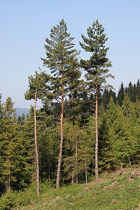 Mänty Pinus sylvestris