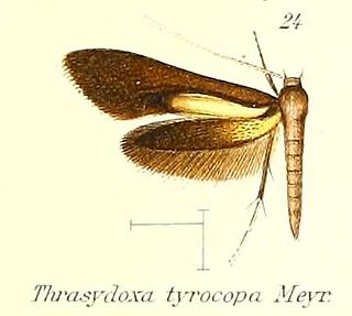 <i>Thrasydoxa</i> genus of insects