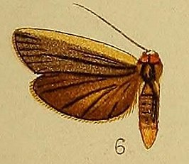 Eilema heterogyna