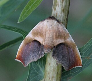 <i>Plagodis kuetzingi</i> Species of moth