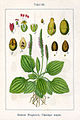 Plantago major vol. 11 - plate 59 in: Jacob Sturm: Deutschlands Flora in Abbildungen (1796)