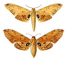 Platysphinx conspersa.jpg