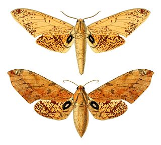 <i>Platysphinx stigmatica</i> Species of moth