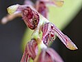 Acianthera pubescens