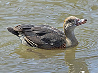 Duck, Plumed Whistling- Dendrocygna eytoni