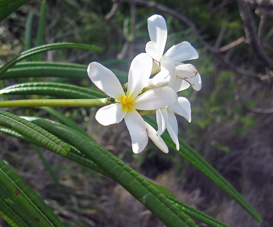 Plumeria alba