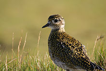 In Iceland Pluvialis apricaria photo.jpg