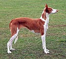 Podenco z ibizy 645.jpg