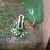 Green and black Poison dart frog at the National Zoo in Washington D.C.