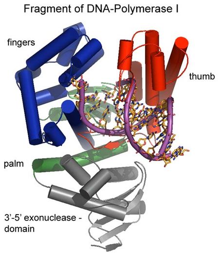 Exonuclease