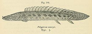 Polypterus ansorgii.jpg