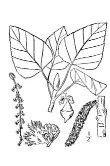 Populus balsamifera L..jpg