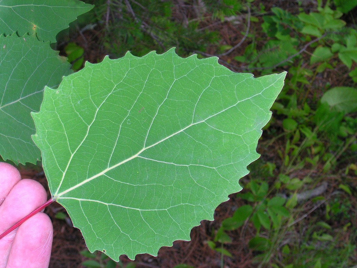 Тополь крупнозубчатый (Populus grandidentata)