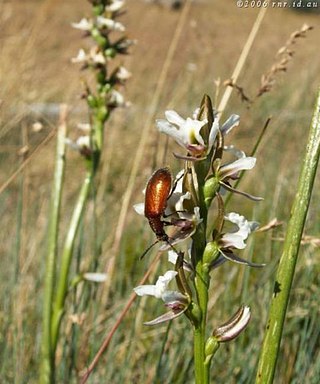 <i>Prasophyllum suttonii</i> Species of orchid