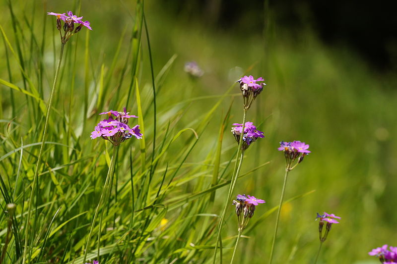 File:Primula farinosa - Vitranc 10.jpg