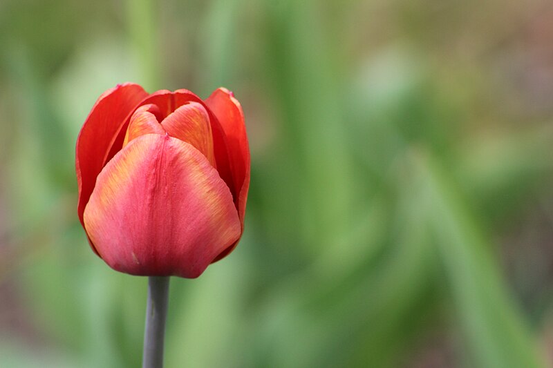 File:Prince of Peace Catholic School tulip.jpg