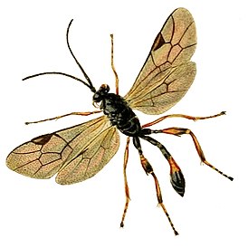 Pristomerus