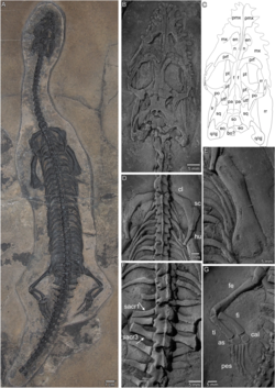 Prosantosaurus scheffoldi.png