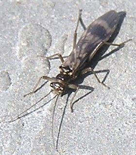 <i>Prostoia completa</i> Species of stonefly