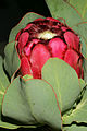 * Nomination Protea grandiceps, flowerhead --SAplants 17:23, 23 April 2016 (UTC) * Promotion Good quality. --Johann Jaritz 07:26, 24 April 2016 (UTC)