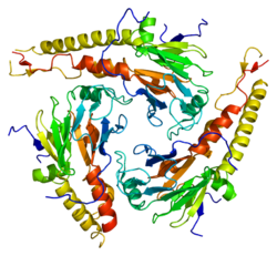 Protein SMAD4 PDB 1dd1.png