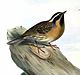 Prunella atrogularis by John Gould 1.jpg