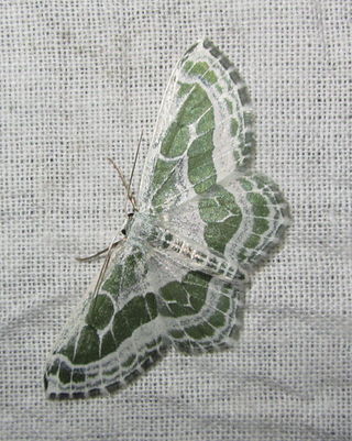 <i>Pseudeuchlora</i> Genus of moths