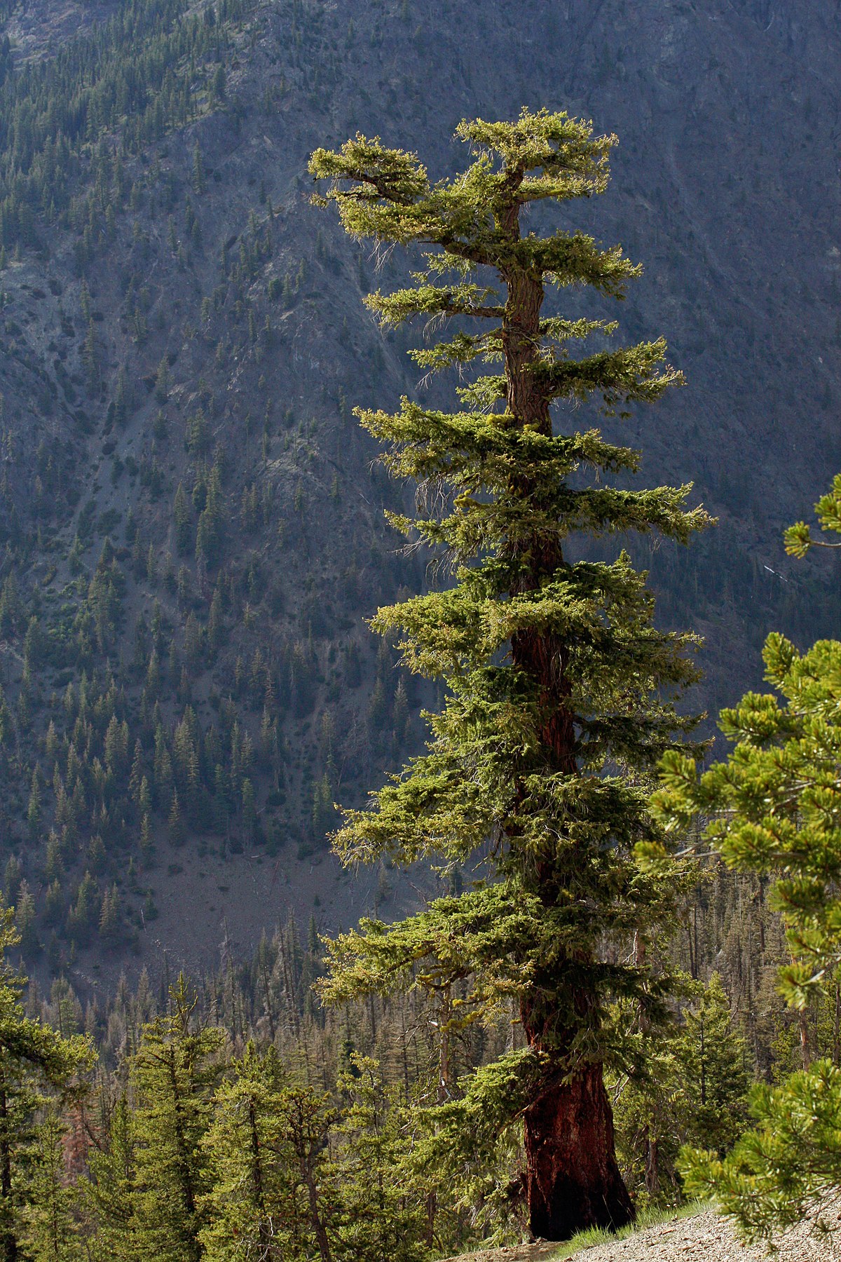 50 nuances de vert : quand les arbres ont la cote