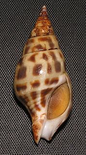 <i>Pusionella</i> genus of molluscs