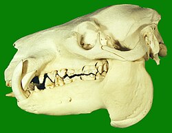 Pygmy Hippopotamus Skull.jpg