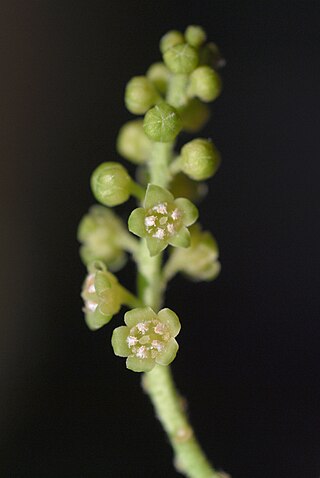 <span class="mw-page-title-main">Monochlamydeae</span> Unranked group of plants