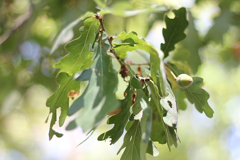 File:Quercus robur, Niš, Srbija.jpg