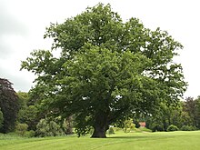Quercus robur JPG (d1).jpg