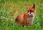 The red fox is currently being reintroduced to the Upper Rock Nature Reserve. Rod raev (Vulpes vulpes).jpg