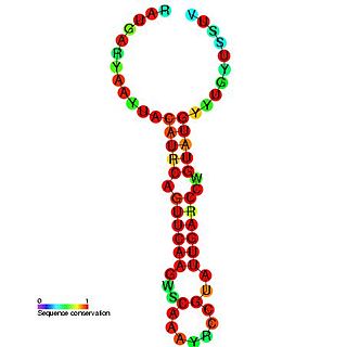 Enterovirus cis-acting replication element