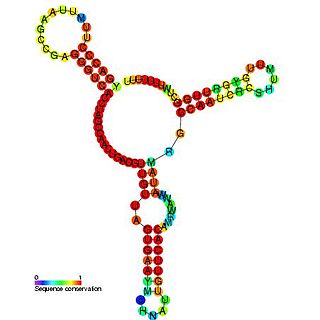 Qrr RNA Biological molecule