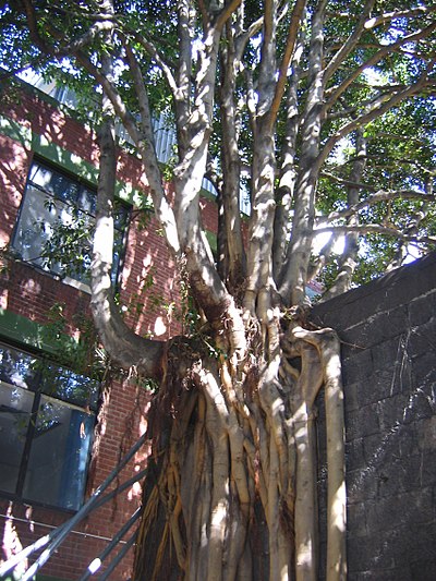 Fig tree growing atop the wall of a courtyard in Building 11