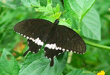 RN003 Papilio polytes male.jpg