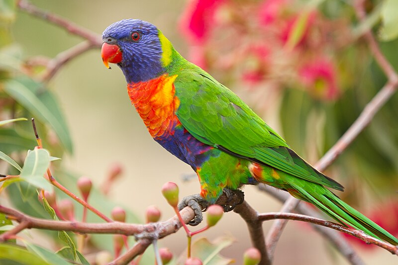 File:Rainbow Lorikeet - AndrewMercer IMG08212.jpg