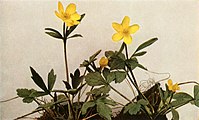 Ranunculus hispidus, or bristly buttercup