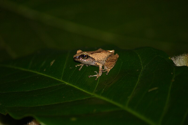 File:Raorchestes chlorosomma - Davidraju IIMG 0299.jpg