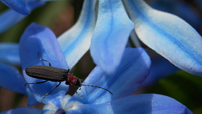 Beetle (Coleoptera) on Wood Squill (Scilla siberica)