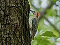 Thumbnail for File:Red bellied woodpecker in Central Park (15864).jpg