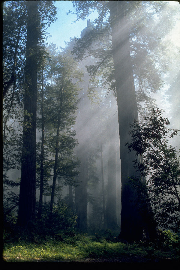 Redwood National Park