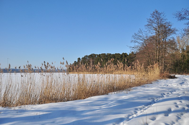 File:Reeds Yaniv pond.JPG